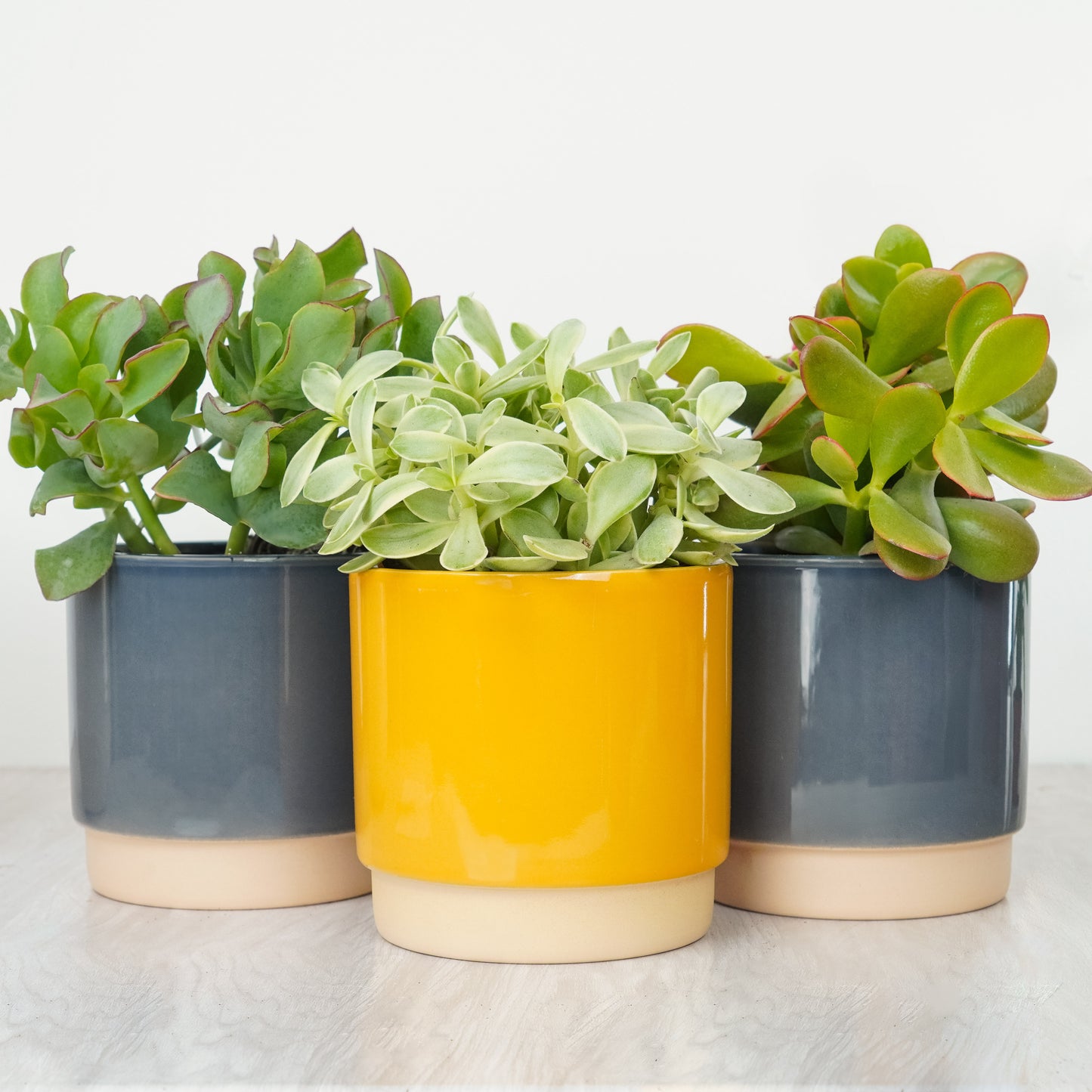 Money Plant Trio | Plant Bundle