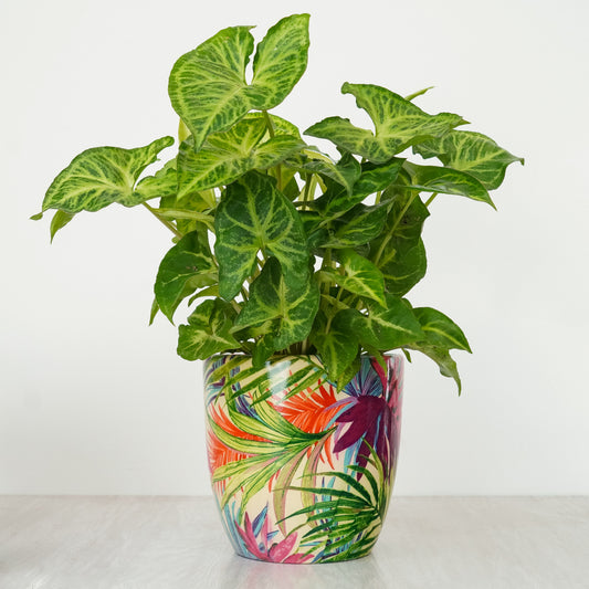 Arrowhead Vine | Perfect Plants for Under £30