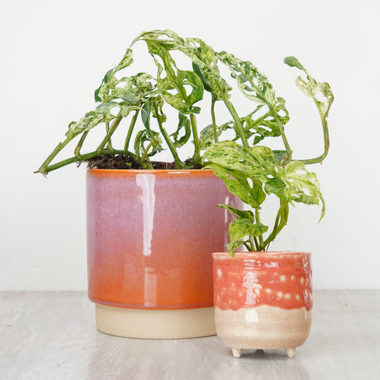 Monkey Mask | Frozen Freckles | Rare Plant | Indoor Hanging Plants