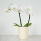 Phalaenopsis Orchid | Sweetie White