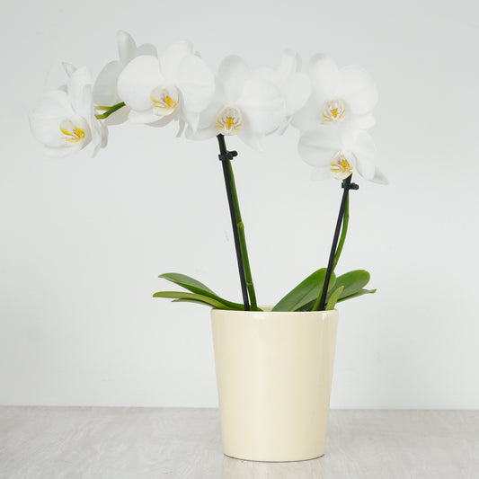 Phalaenopsis Orchid | Sweetie White | 