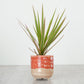 Dragon Tree | Marginata Bicolor