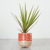 Dragon Tree | Marginata Bicolor