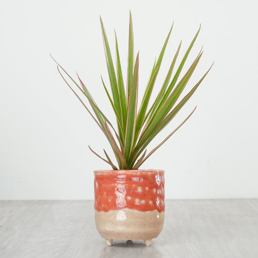 Dragon Tree | Marginata Bicolor | Palm Houseplants