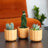 Small Plants & Tot Pots