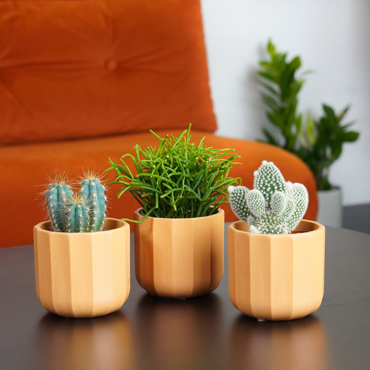 Small Easy Care Cacti | Plant Bundle