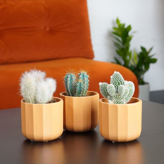 Pretty Fly For A Cacti | Plant Bundle | Small Plants & Tot Pots