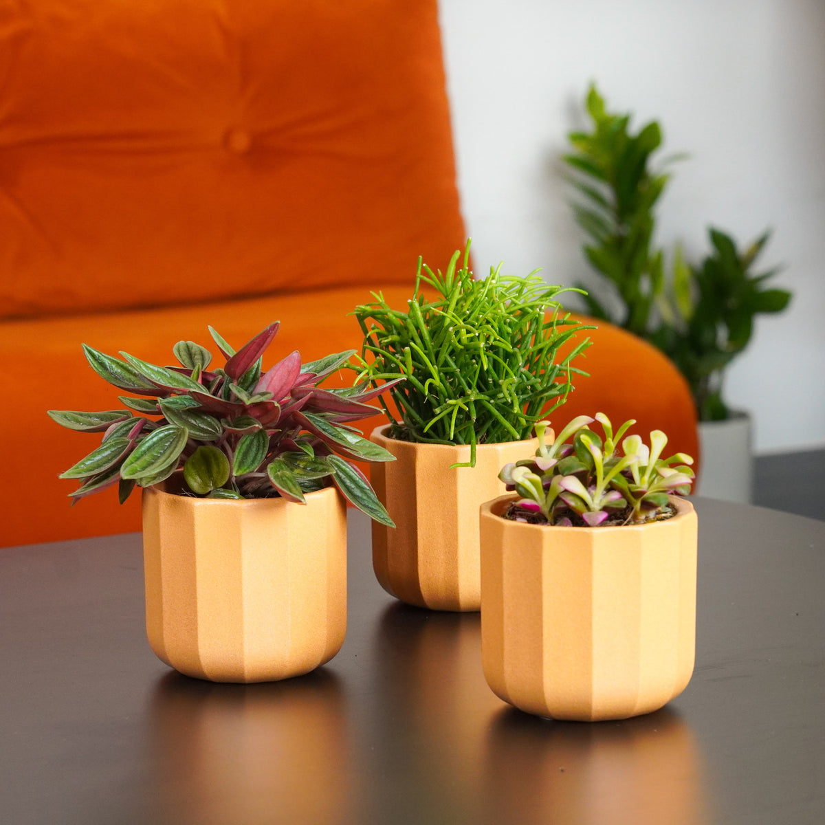 Small Beginner Friendly | Plant Bundle