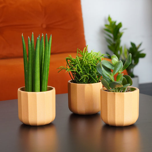 Fresh Air & Low Care Tots | Plant Bundle | Plant Gifts