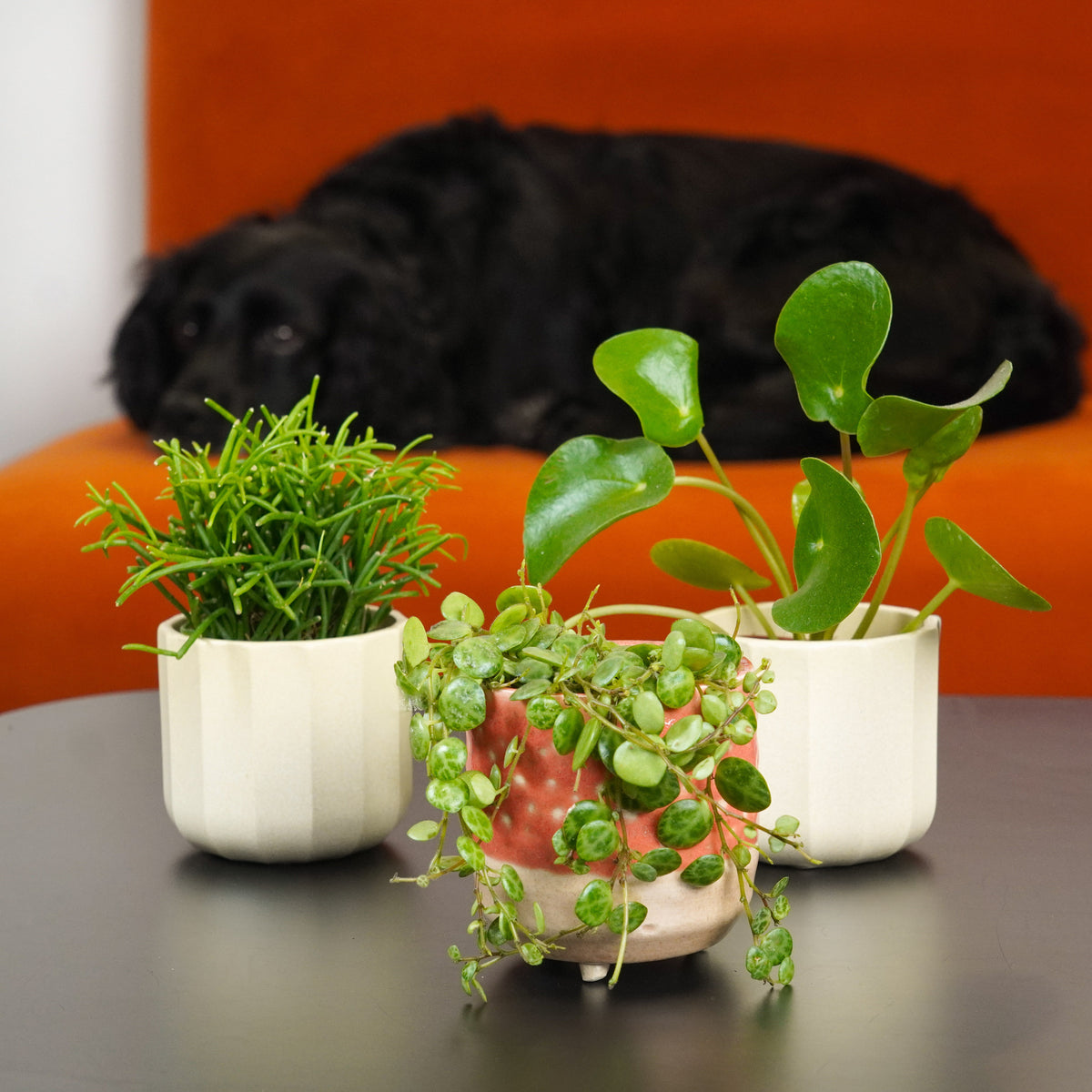 Small Pawsome Trio | Plant Bundle