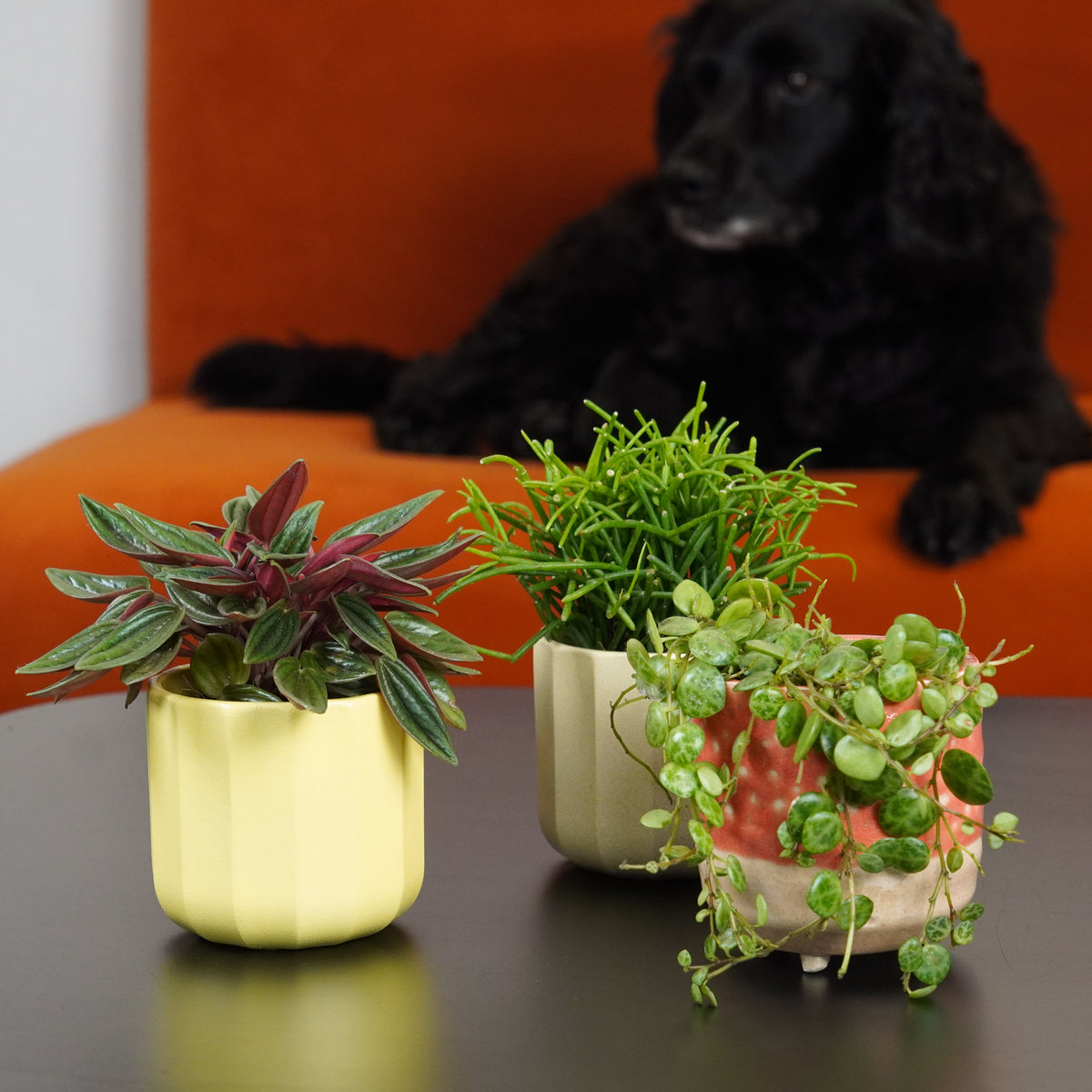 Petite Paw-Friendly Trio | Plant Bundle