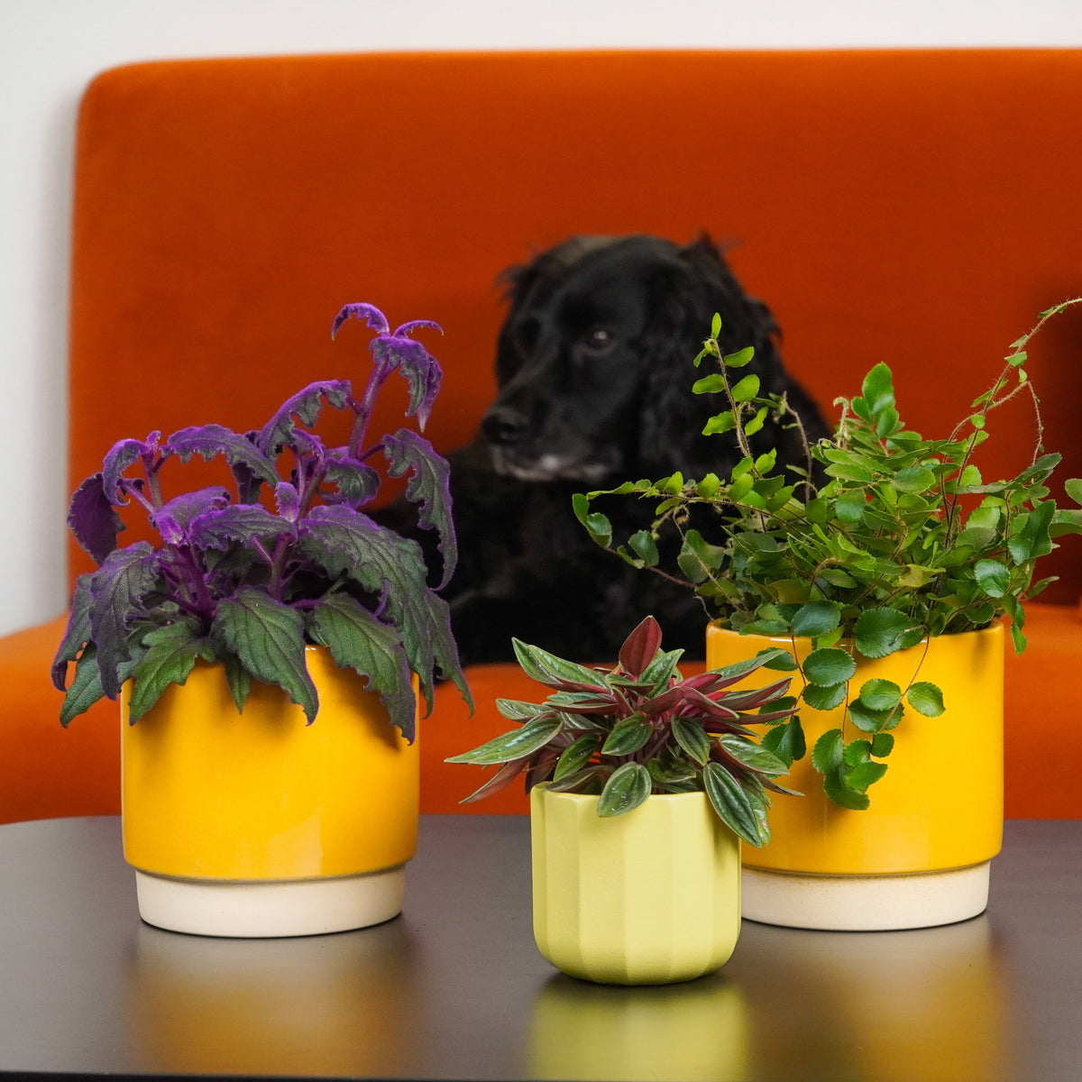 Pet Friendly Colourful Foliage | Plant Bundle