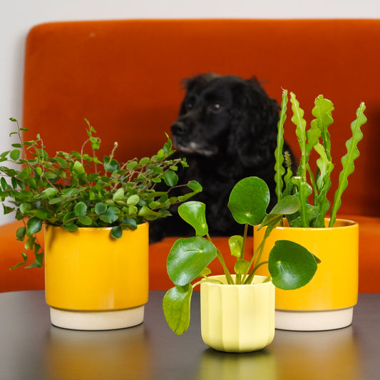 Brighten Your Kitchen Corner | Plant Bundle | 