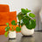 Pilea & Peperomia
