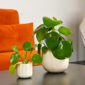 Lucky Home | Plant Bundle - Indoor Plant