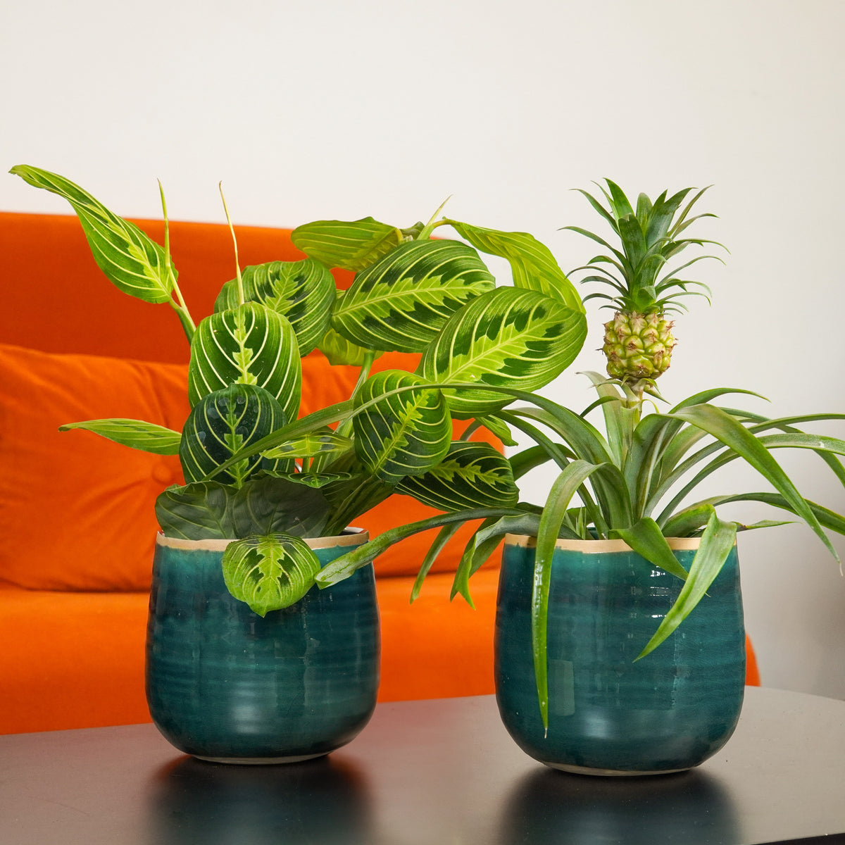 Tropical Houseplant Gift With Turquoise Como Pots | Plant Bundle