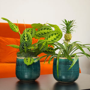 Tropical Houseplant Gift With Turquoise Como Pots | Plant Bundle - Indoor Plant