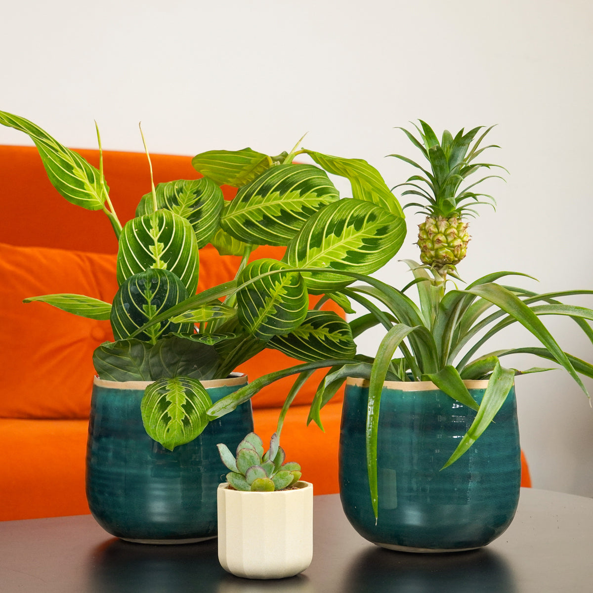 Plant Parenthood Starter Set | Plant Bundle