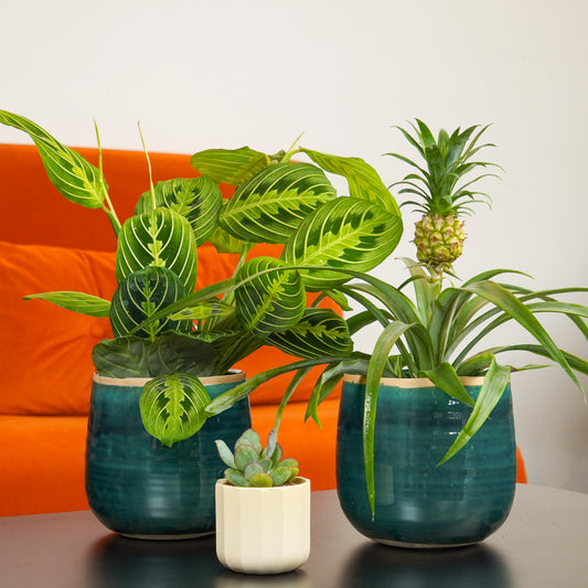 Plant Parenthood Starter Set | Plant Bundle | 