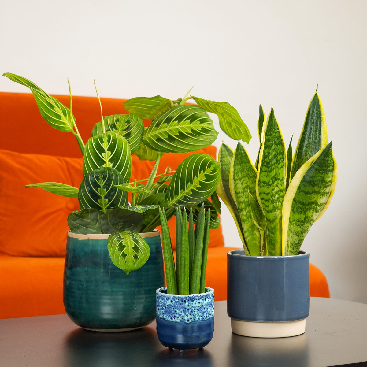 Dappled Shade & Blue Glaze Collection | Plant Bundle