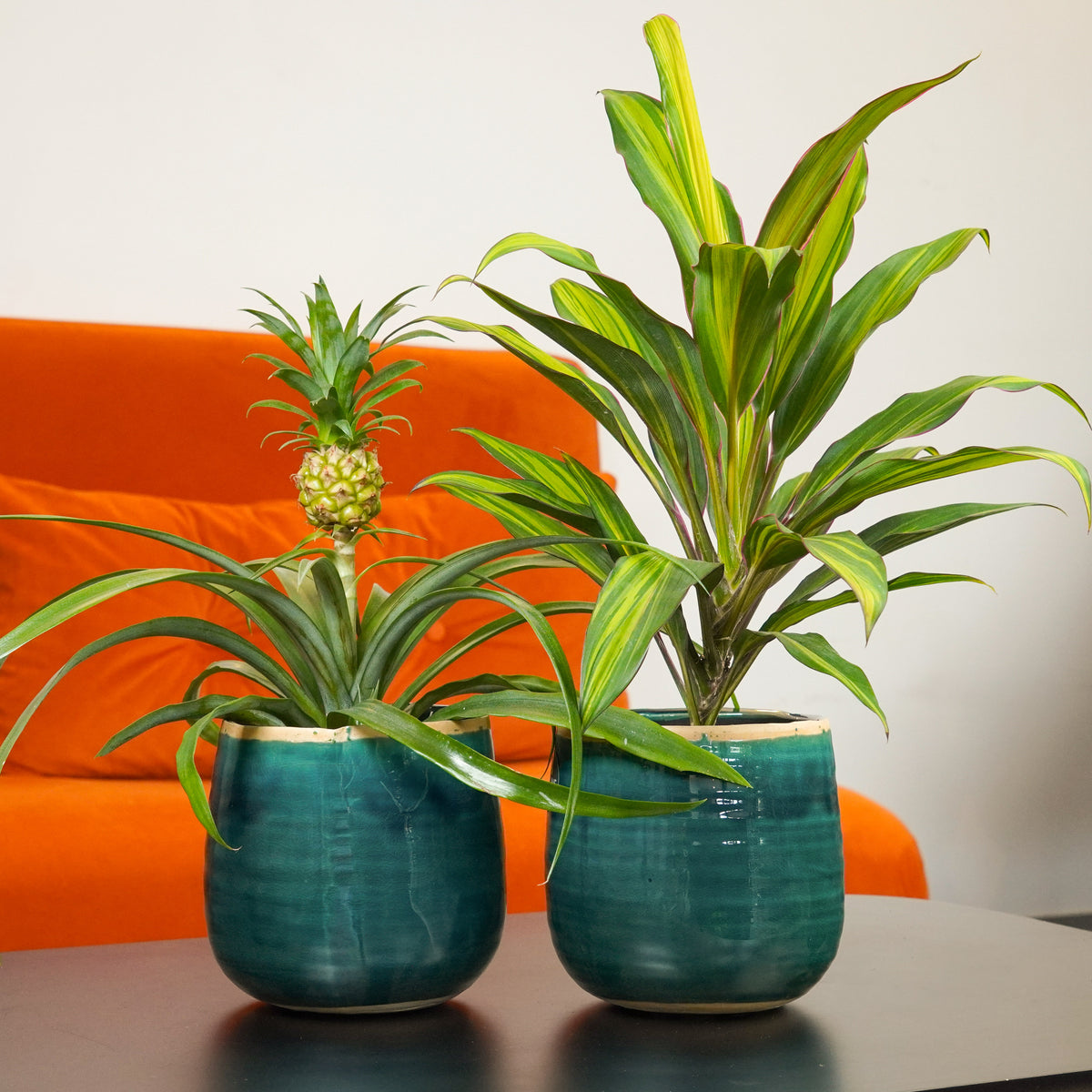 Small Space Tropical Duo | Plant Bundle