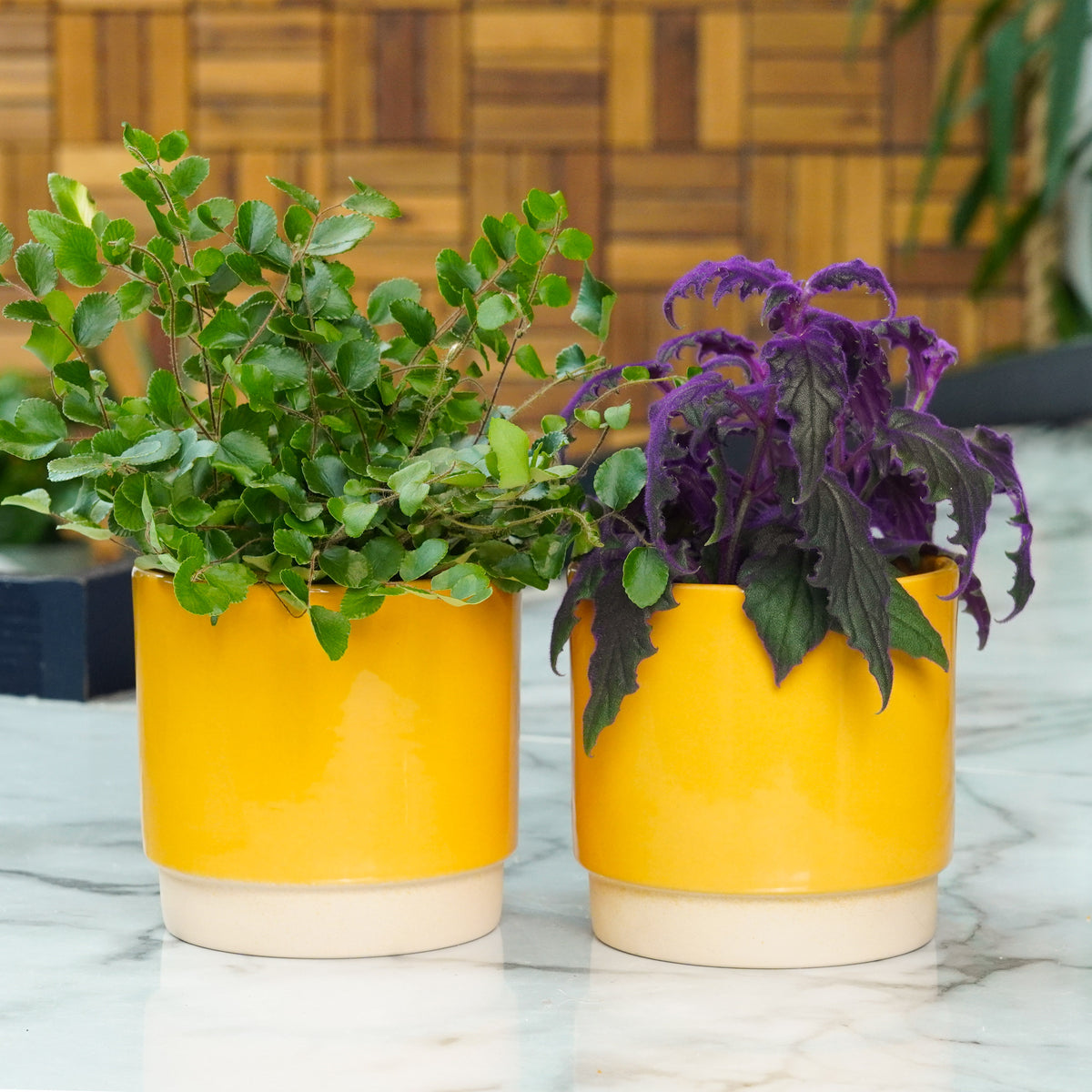 Pet Friendly Colour Pop Duo | Plant Bundle