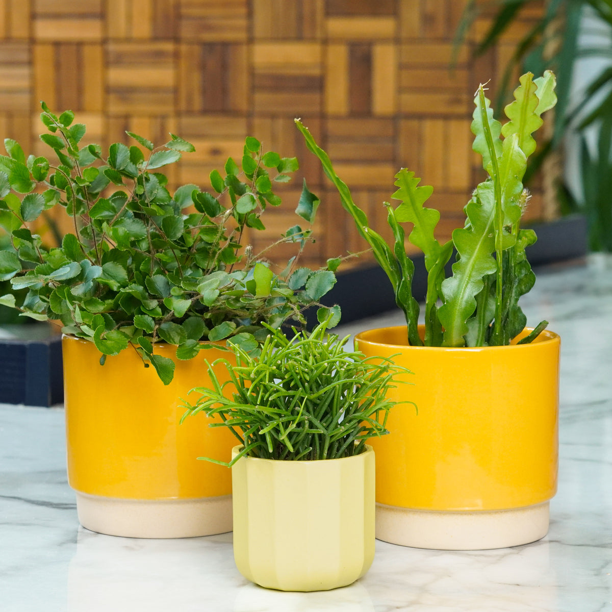 Kitchen Jungle | Plant Bundle