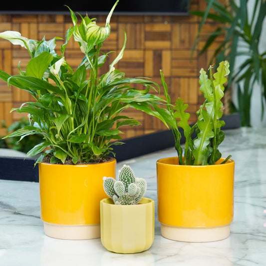 Peace Lily & Friends Gift | Plant Bundle | 