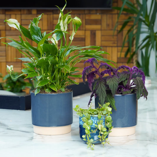 Bright Desk Companion | Plant Bundle | Office Plants