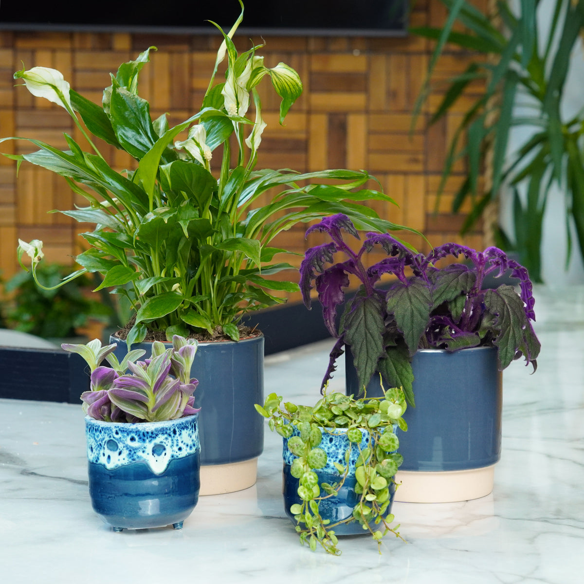 Shelf Makeover | Plant Bundle