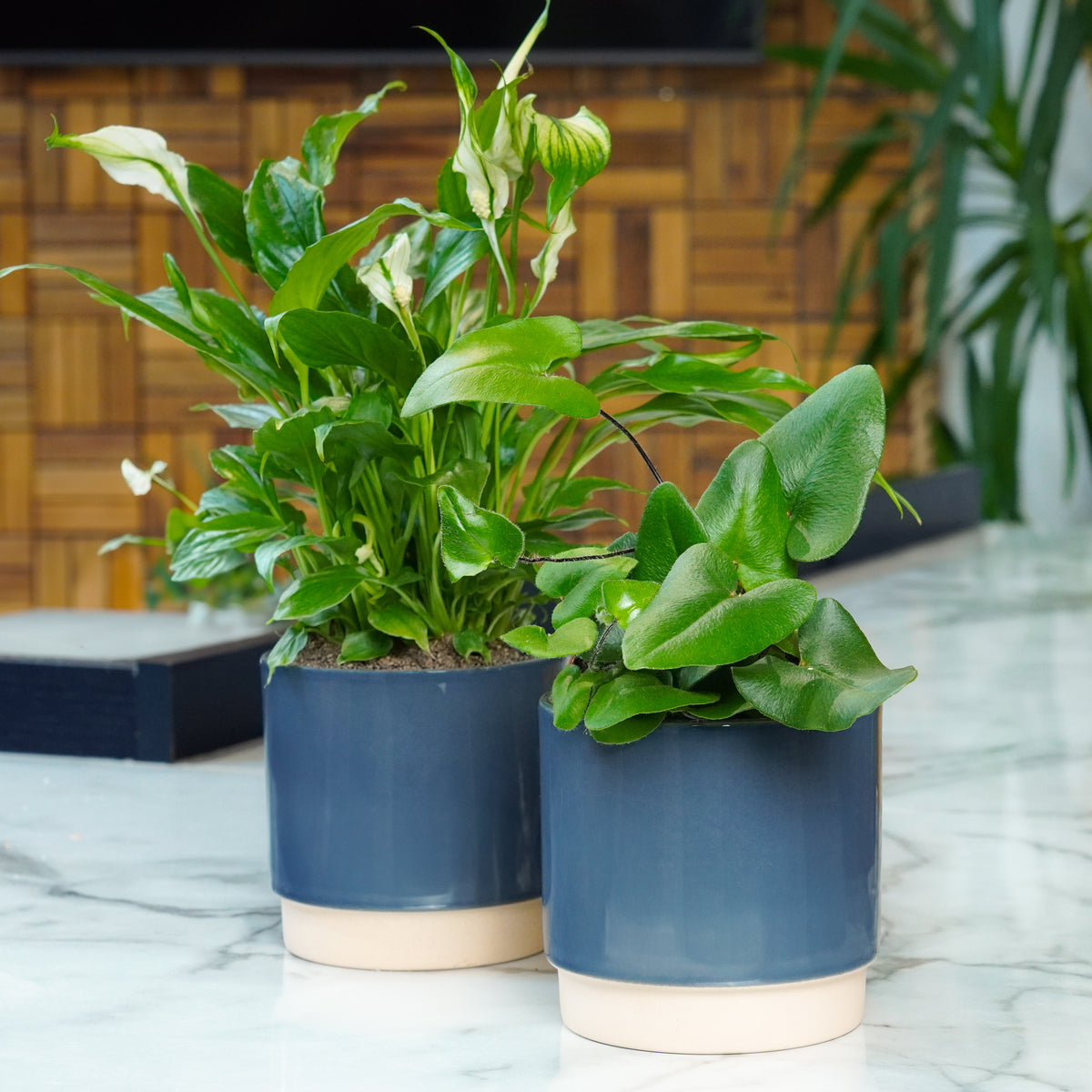 Small Air-Refreshing Duo | Plant Bundle