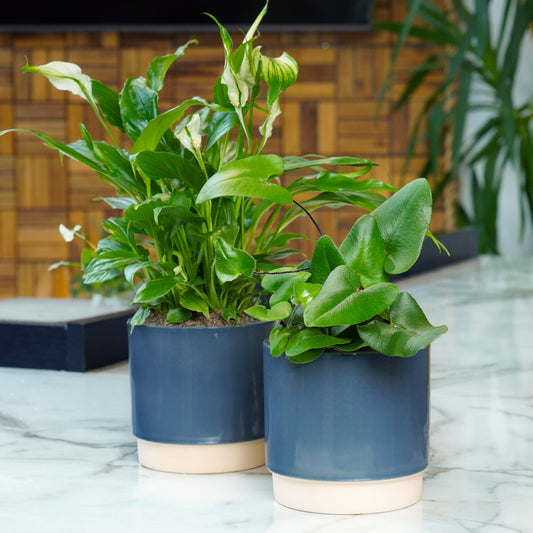 Small Air-Refreshing Duo | Plant Bundle | 