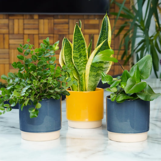 Ferns & Foliage for Shadier Rooms | Plant Bundle | Kitchen Plants