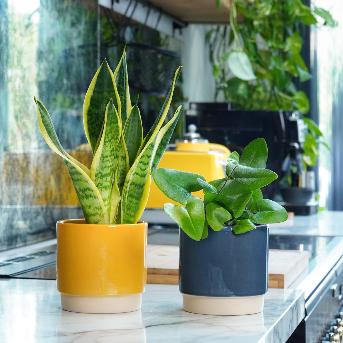 Shade Tolerant Greenery Duo | Plant Bundle