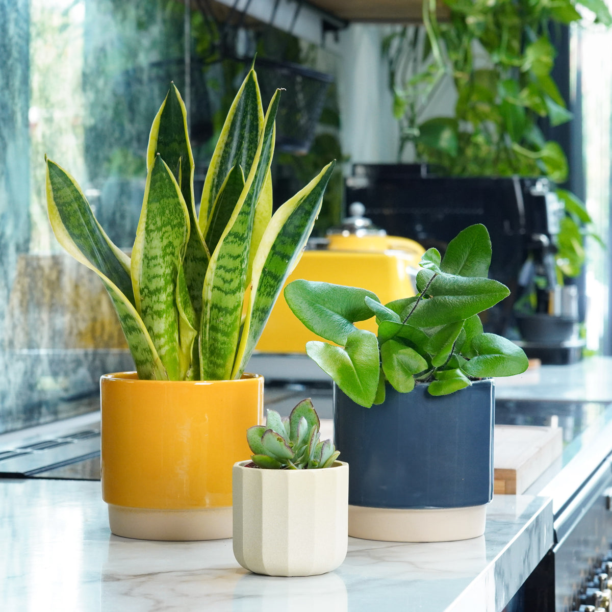 Gifting Made Easy | Plant Bundle