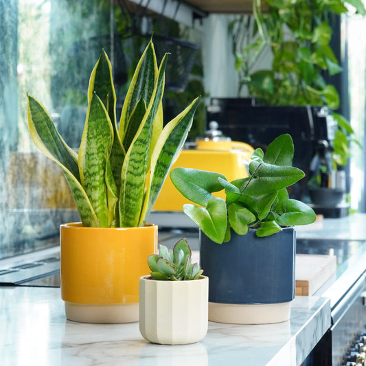 Gifting Made Easy | Plant Bundle | Kitchen Plants