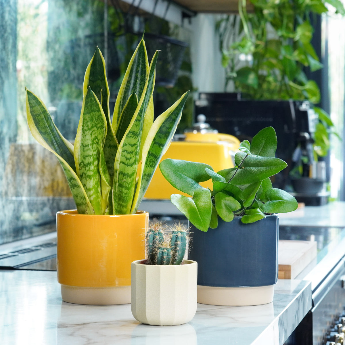 Curious About Plants Gift Set | Plant Bundle