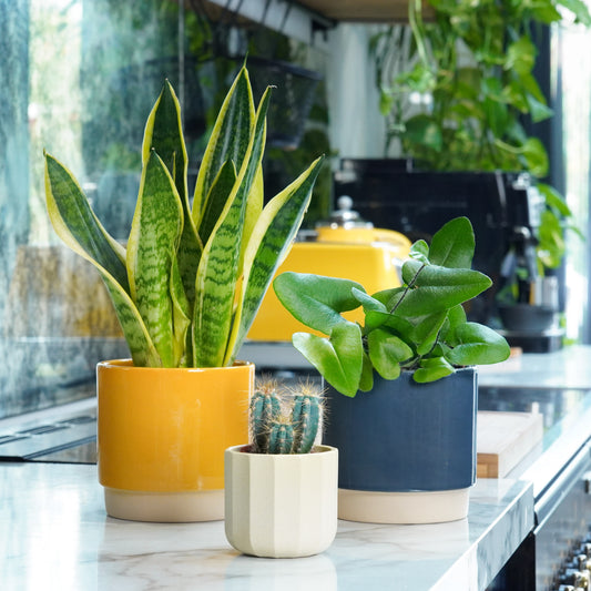 Curious About Plants Gift Set | Plant Bundle | 