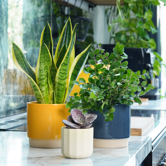 Office Mood Booster | Plant Bundle | 