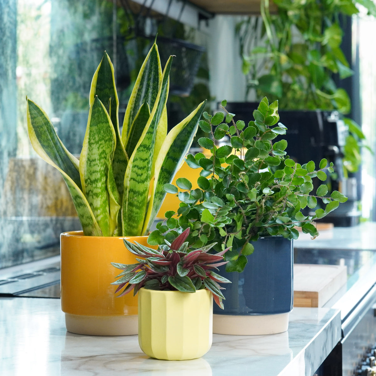 Study Space | Plant Bundle