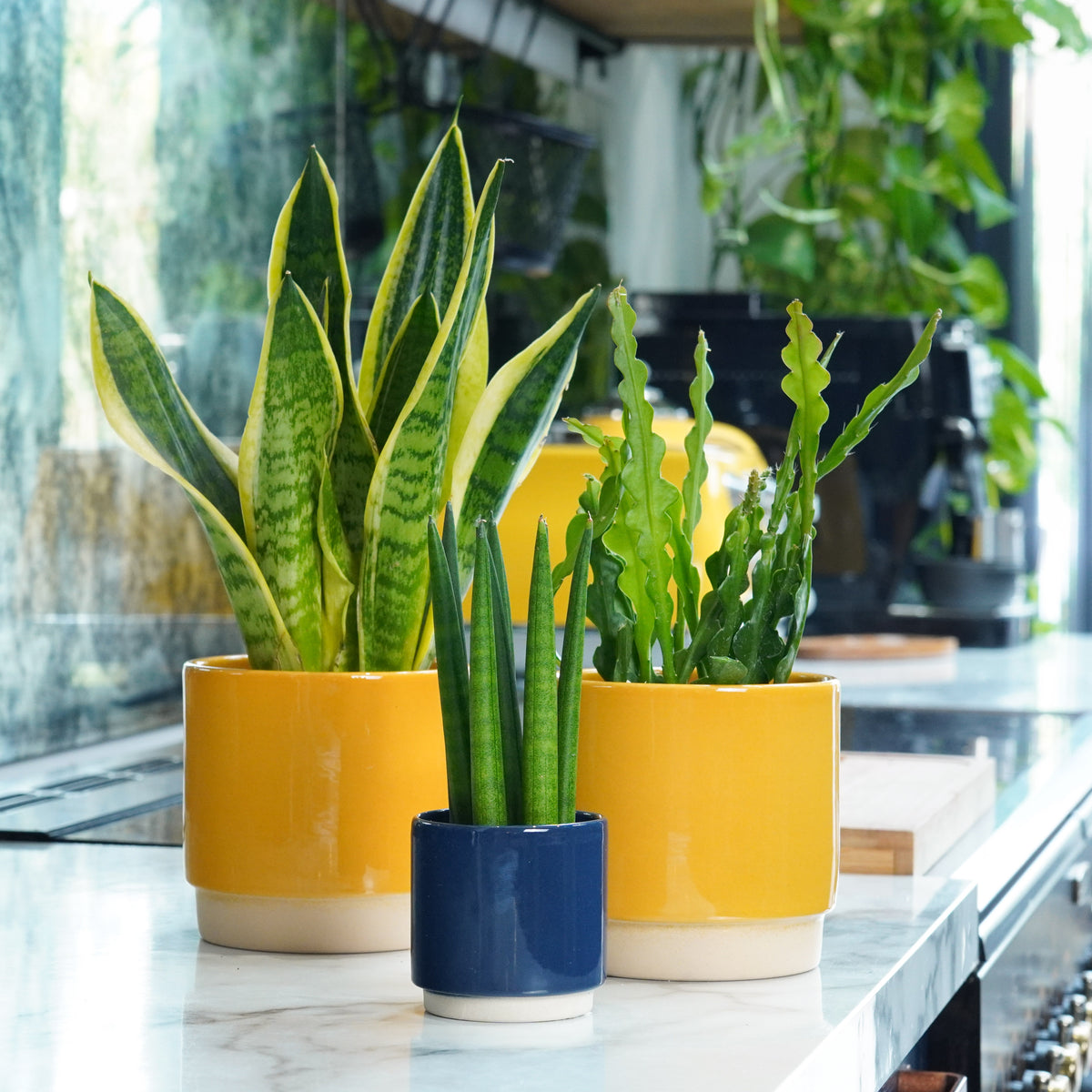Busy Plant Parent | Plant Bundle
