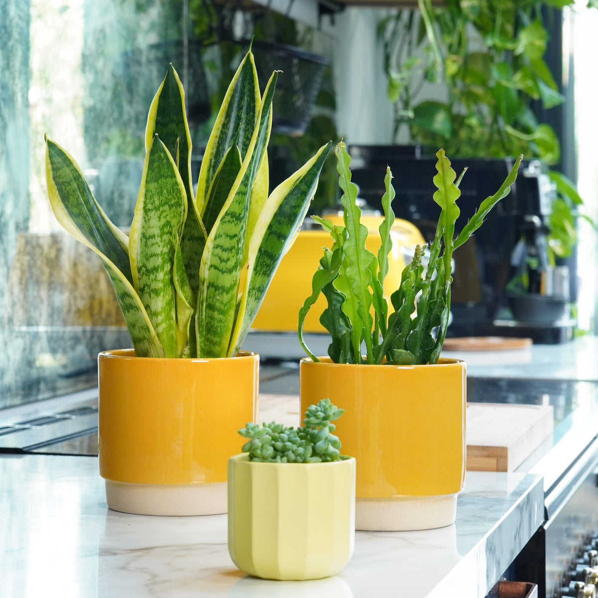 Bright Room Cacti & Succulents | Plant Bundle