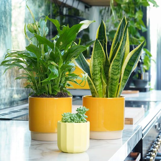 Plant Lover’s New Home | Plant Bundle | Cyber Monday Indoor Plants
