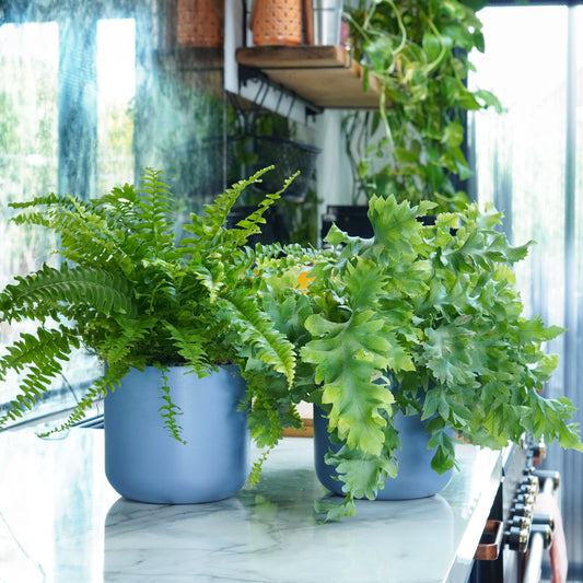 Humidity Loving Fern Duo | Plant Bundle | Kitchen Plants