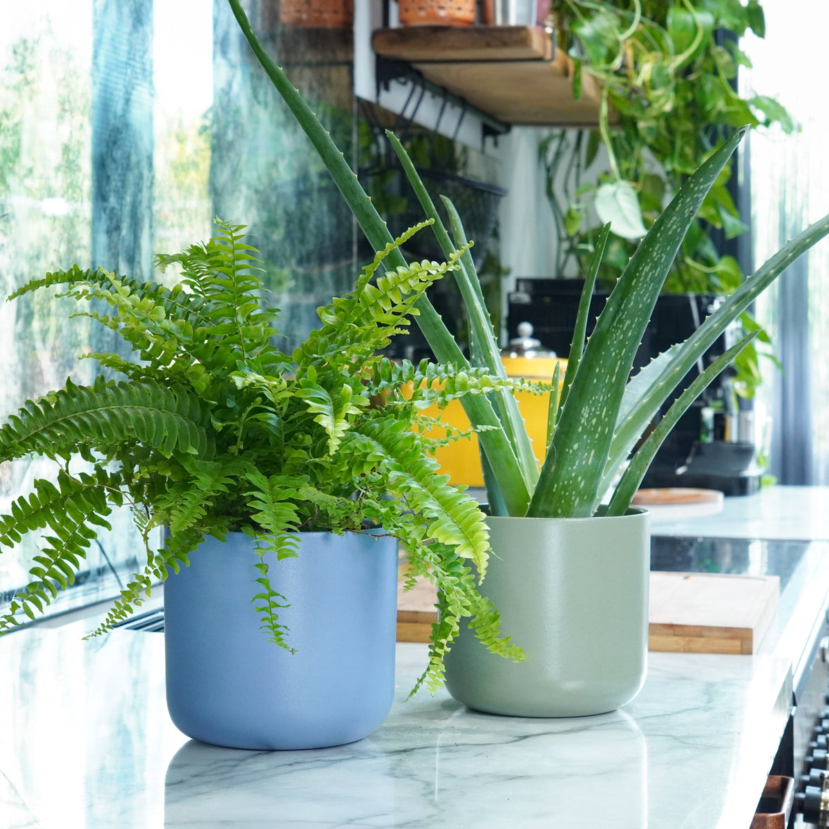 Home Sweet Home Plant Duo | Plant Bundle