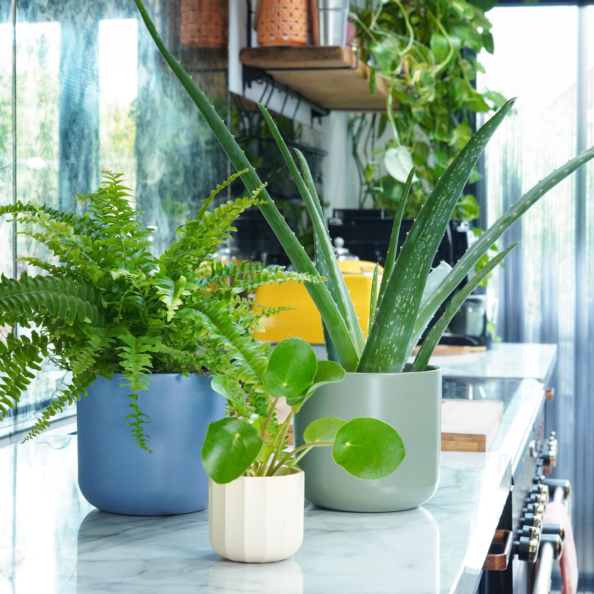 A Little Fortune for Your New Home | Plant Bundle