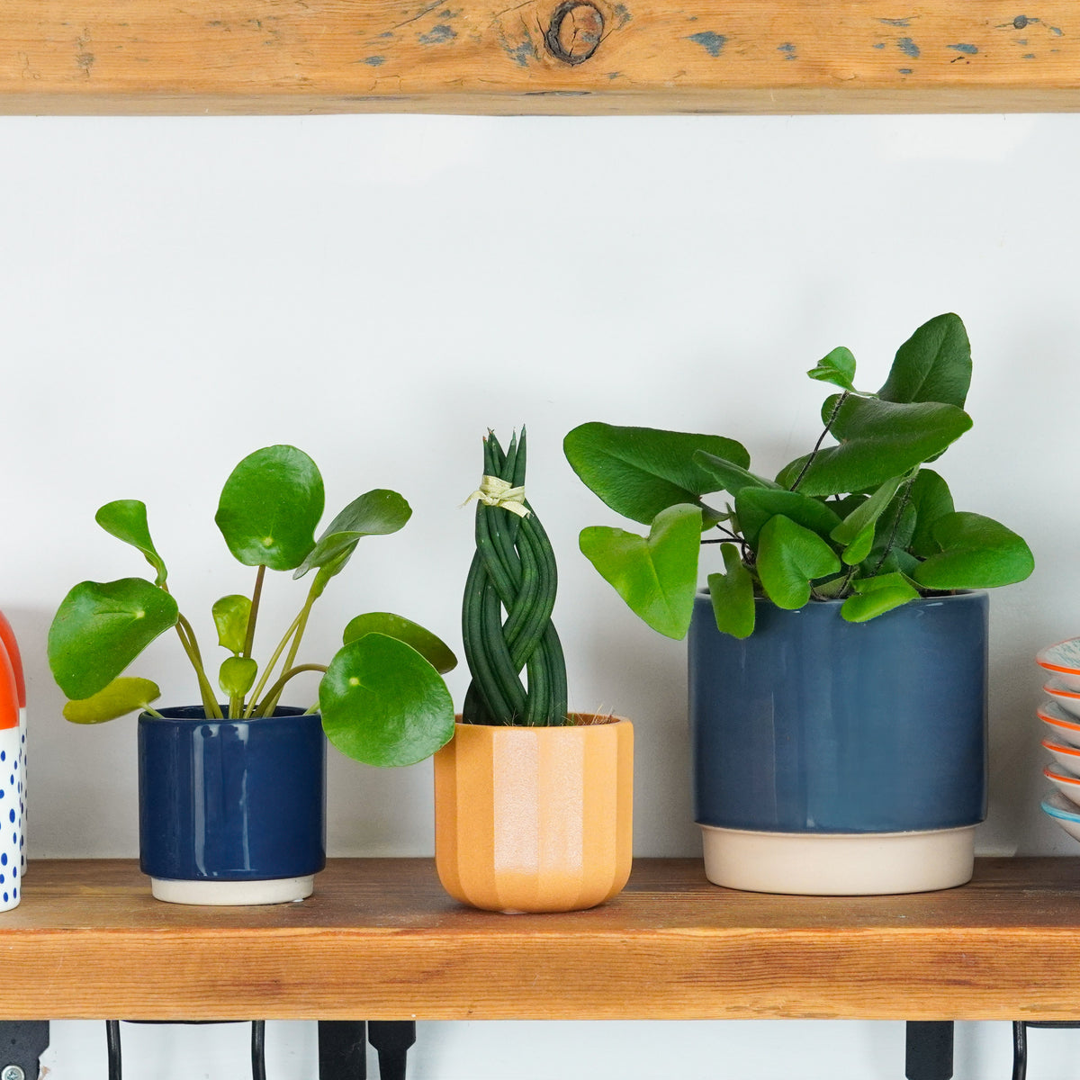Growing Good Luck Gift | Plant Bundle
