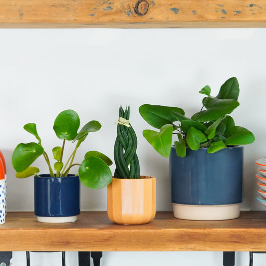 Growing Good Luck Gift | Plant Bundle | Kitchen Plants