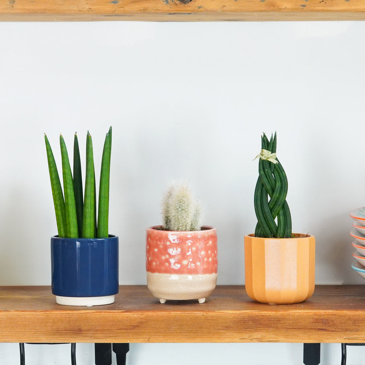 Little Plants & Little Fuss | Plant Bundle
