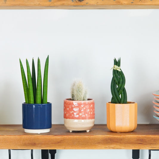 Little Plants & Little Fuss | Plant Bundle | 